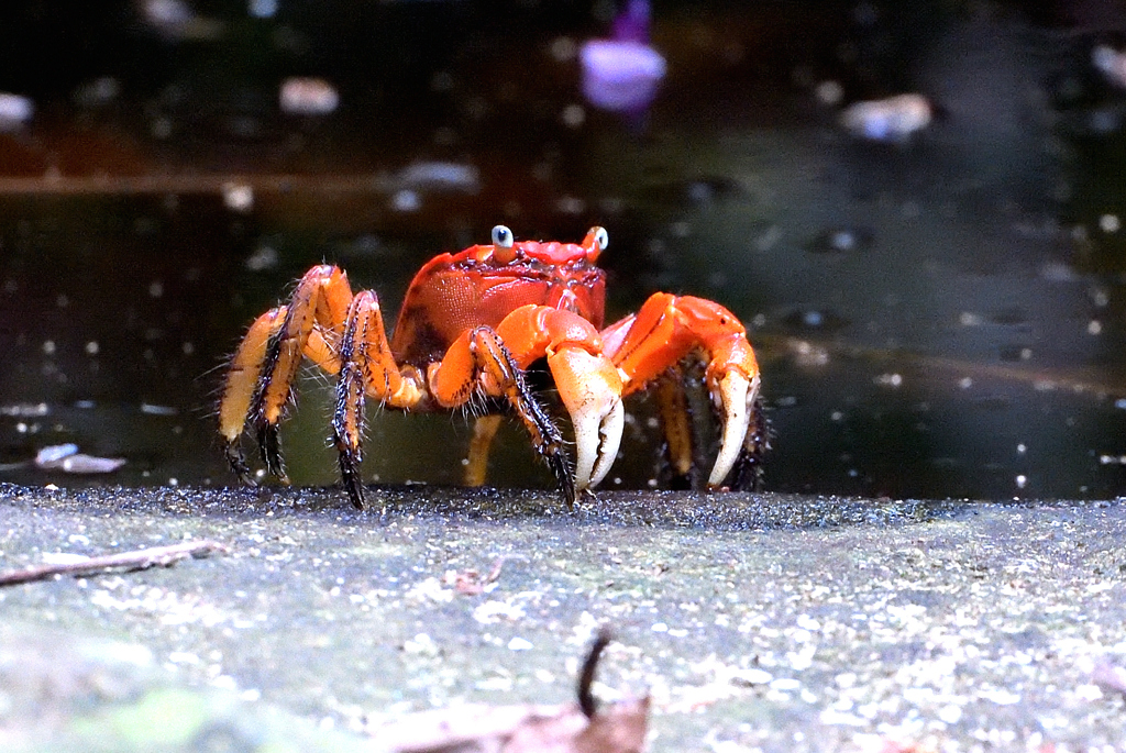 蟹バサミ