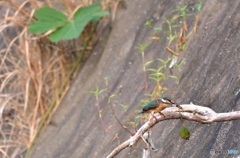 今朝のカワセミ②