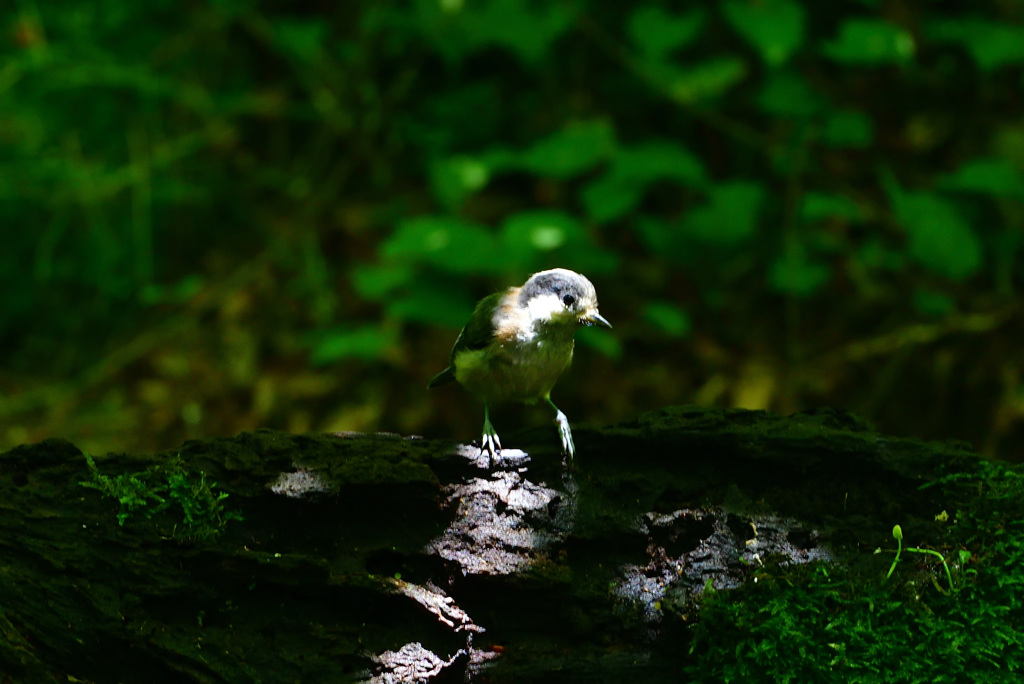 ヤマガラ幼鳥