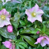 妻photo 5