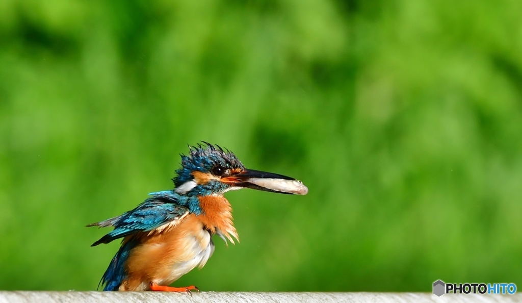 カワセミ急便⑤