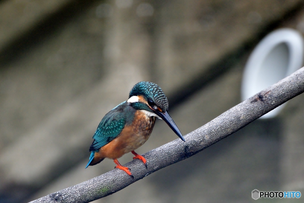 カメラ目線で～②