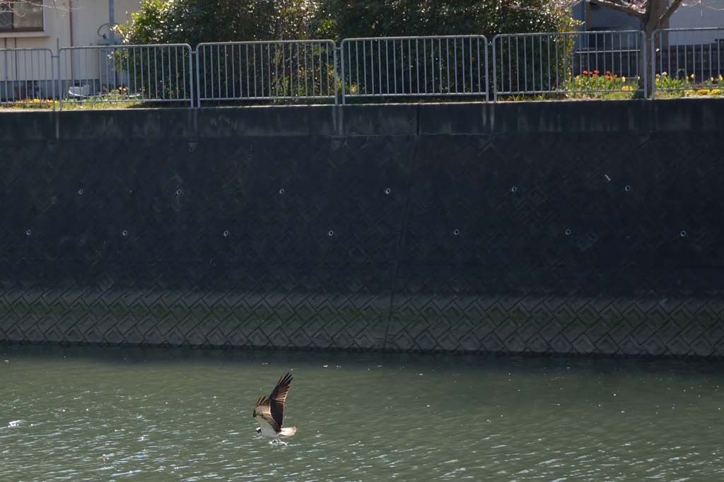 トンビではないようですが？