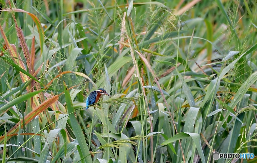 遠いカワセミ①