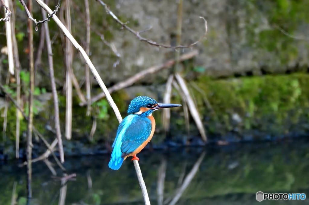 嘴の先に付いているのは？