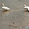 白鳥さん達が～