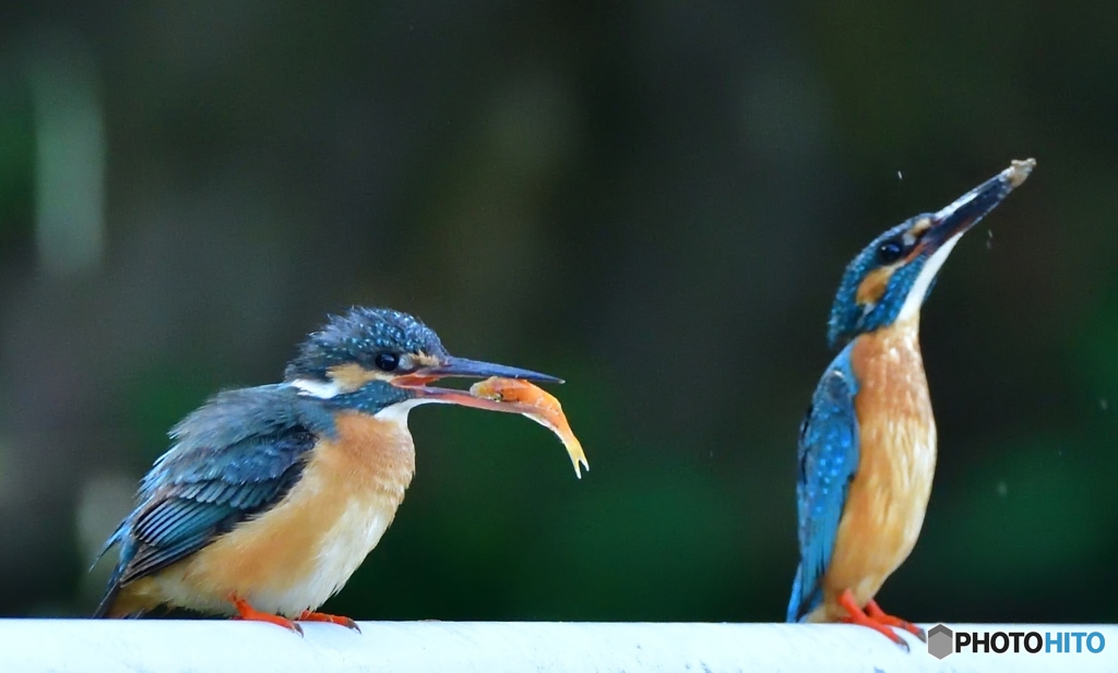 朝ご飯はいかがでしょう。③