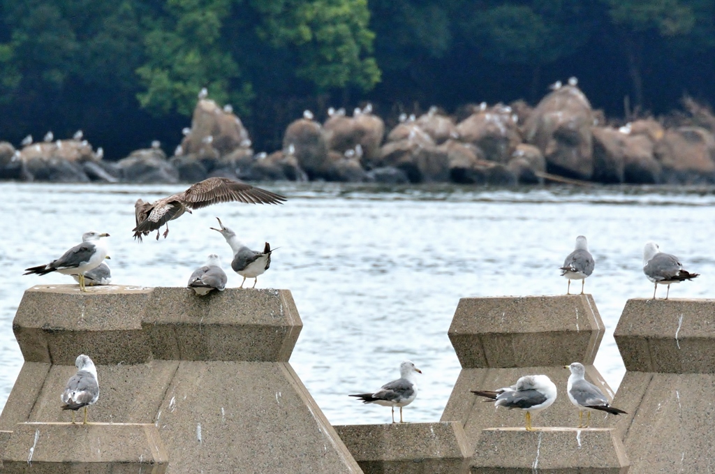 湾内カモメ