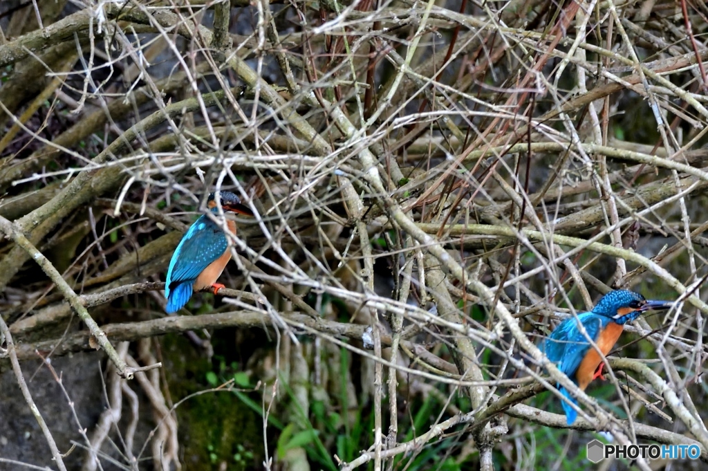 二羽は藪の中(;^ω^)
