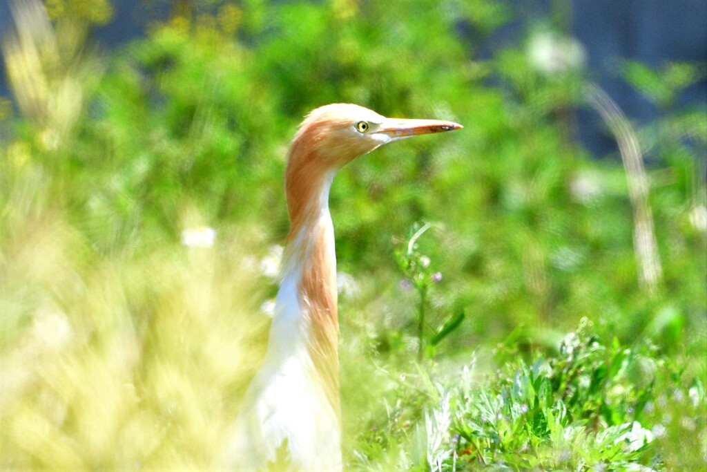 アマサギ