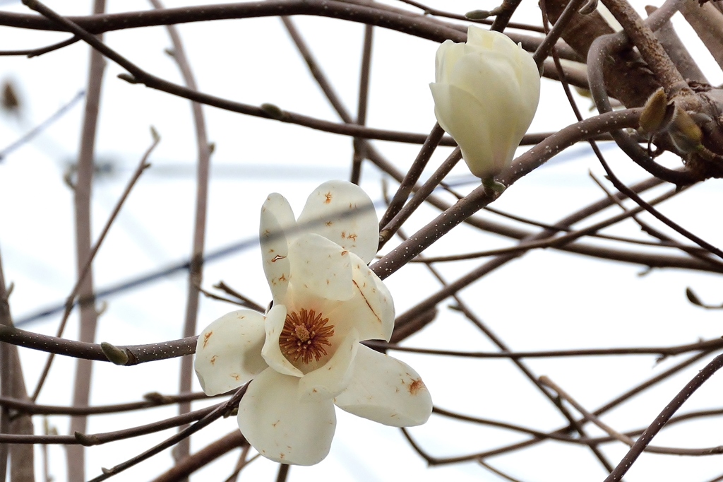 花の命は