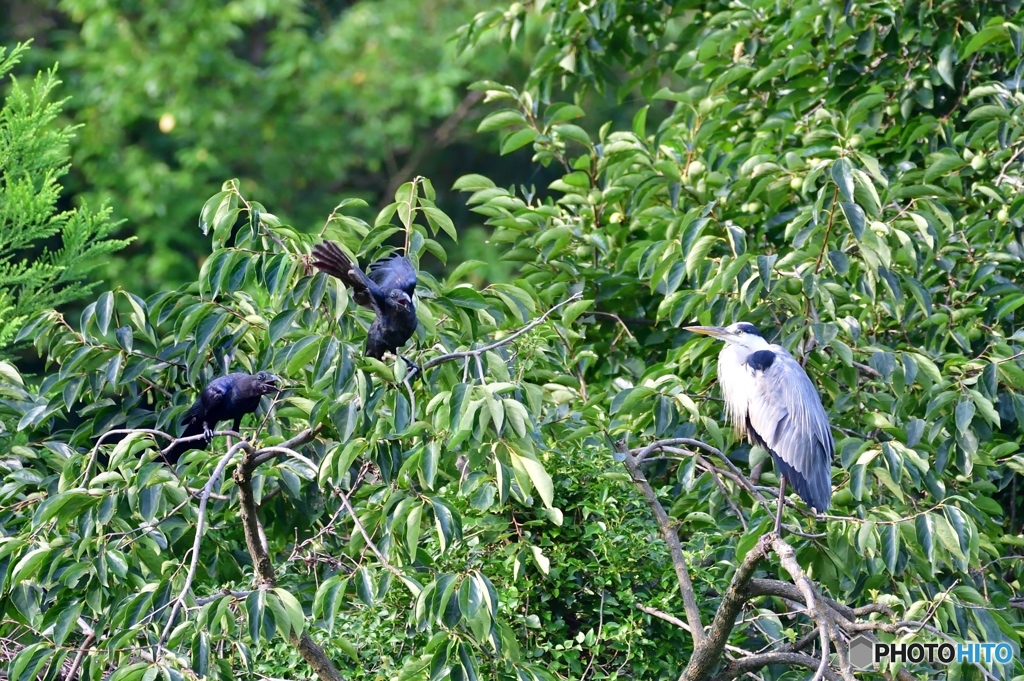 どこ吹く風のアオサギさん