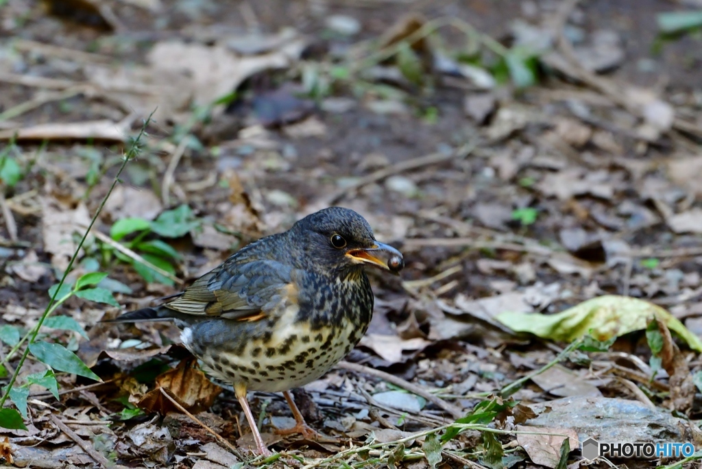 クロツグミ　♀