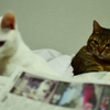 猫達③