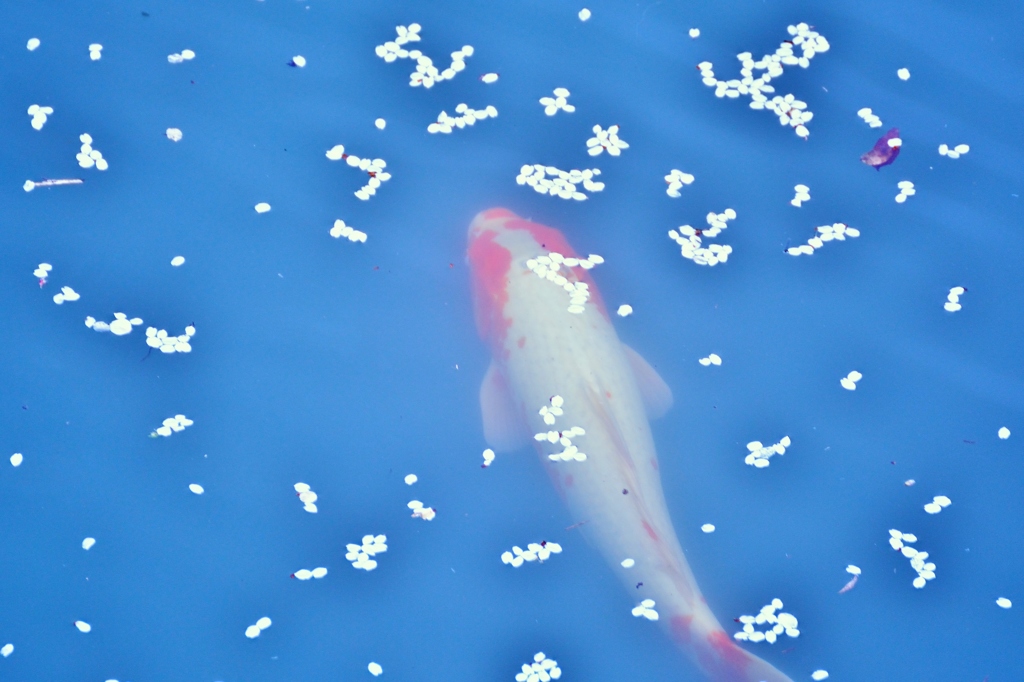 ４月の魚