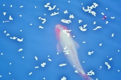４月の魚
