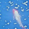 ４月の魚