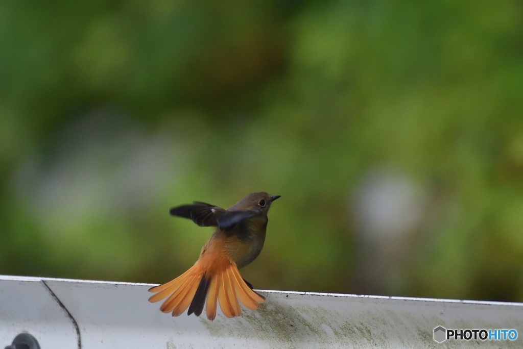 ガードレール・ジョビ子ちゃん