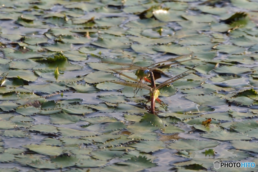 ギンヤンマ産卵