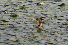 ギンヤンマ産卵