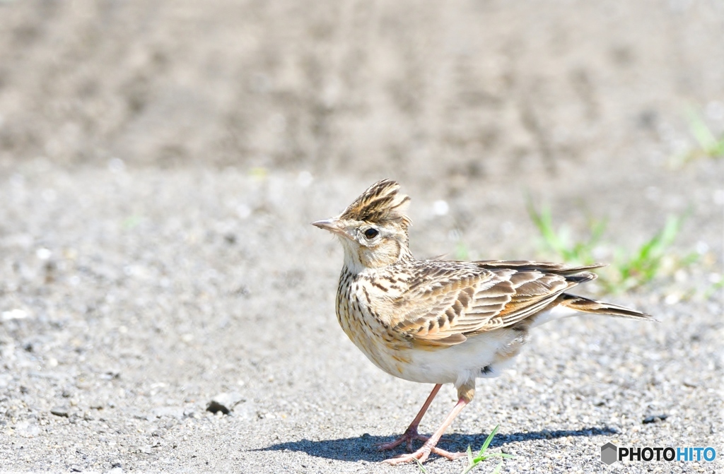 初見初撮り①　ヒバリ