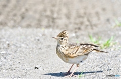 初見初撮り①　ヒバリ