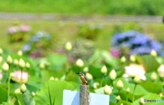蓮園にて～おまけ