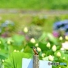 蓮園にて～おまけ