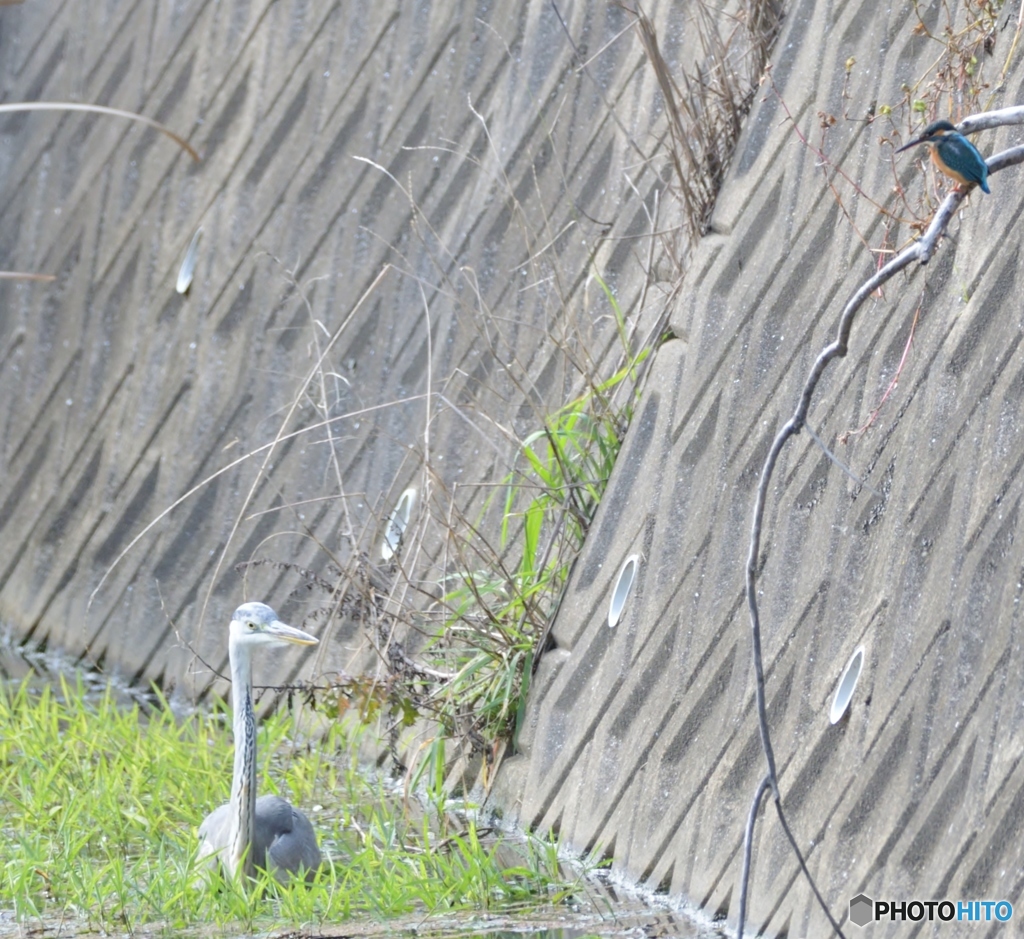 あっち行ってよ(;'∀')