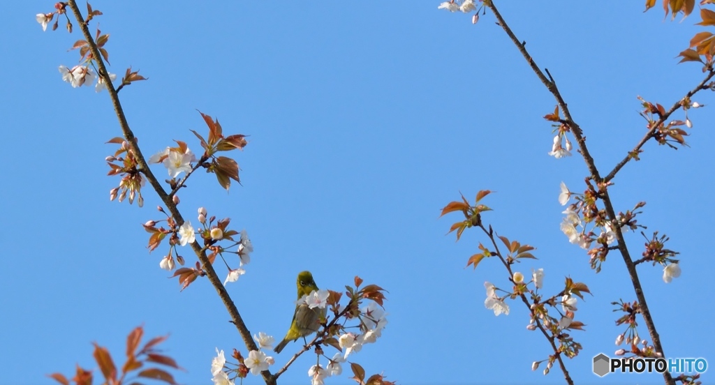 遠い山桜