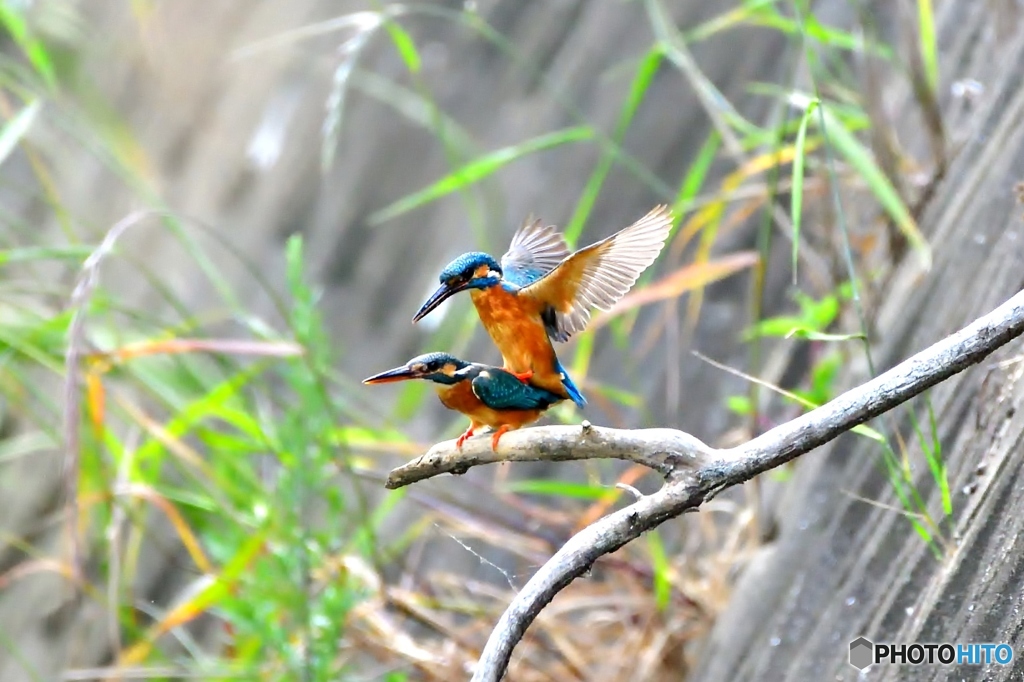 ④交尾の始まり