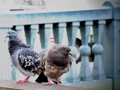 鳩