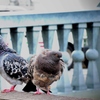鳩