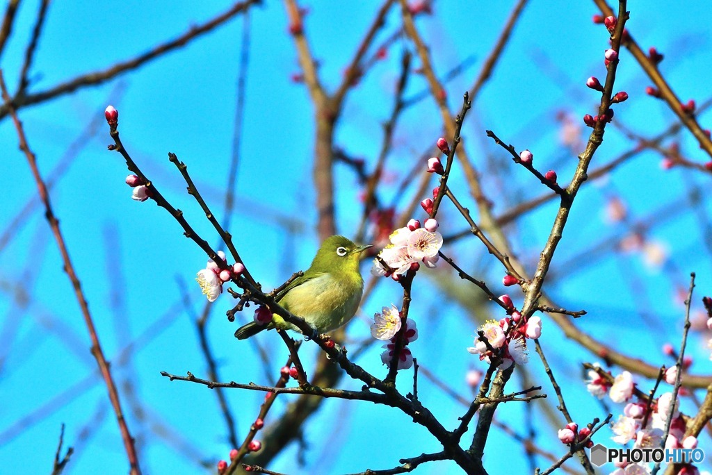 ウメジロー~(;^ω^)