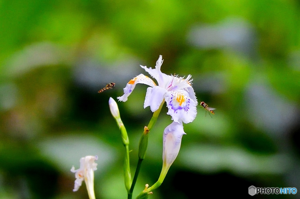 シャガにハナアブ