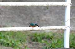 とび出しの時