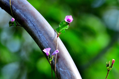 野の花