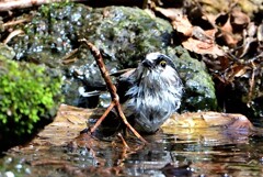 エナガ水浴び②