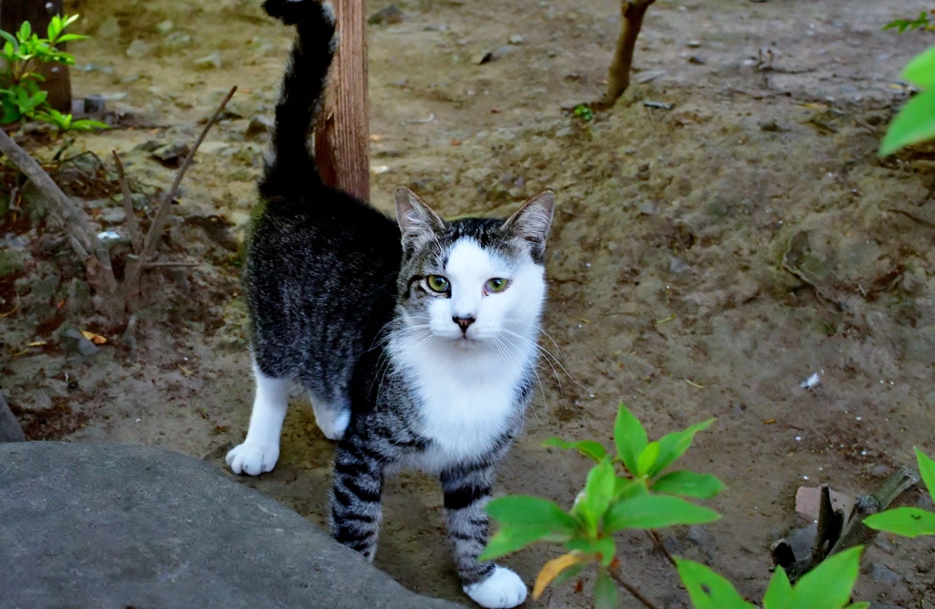 公園の猫