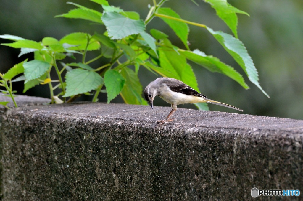キセキレイ（幼鳥）