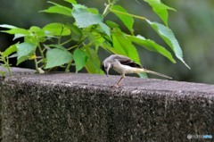 キセキレイ（幼鳥）