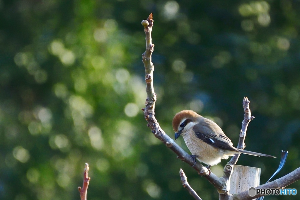 イチジク畑で捕まえて①
