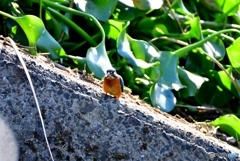 逆光カワセミ