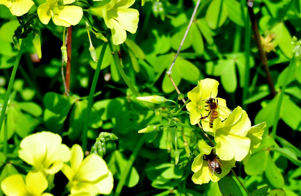 大キバナカタバミ