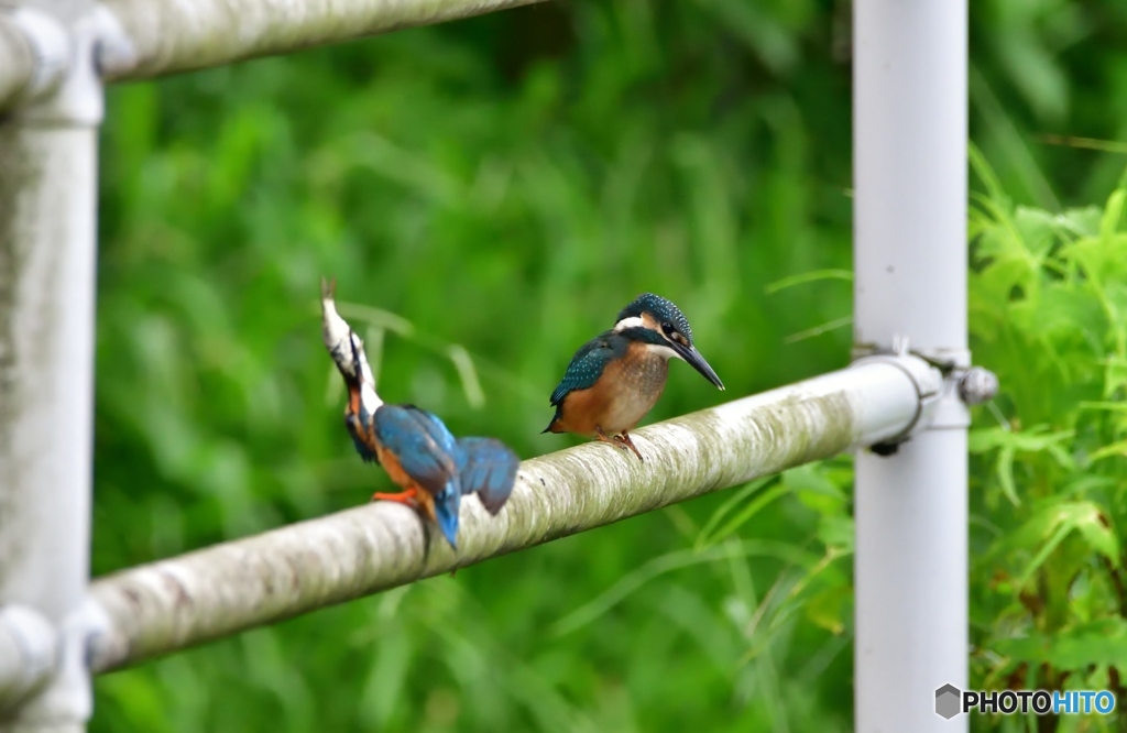 思惑はすれ違う(;^ω^)