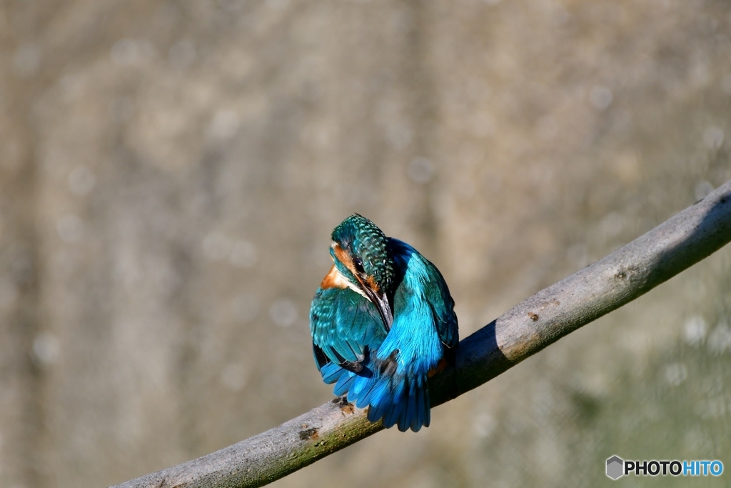 三日前のカワセミ
