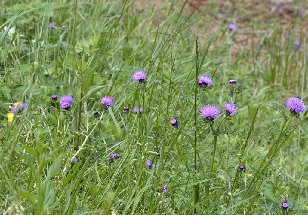 風・・・・　薊（アザミ）