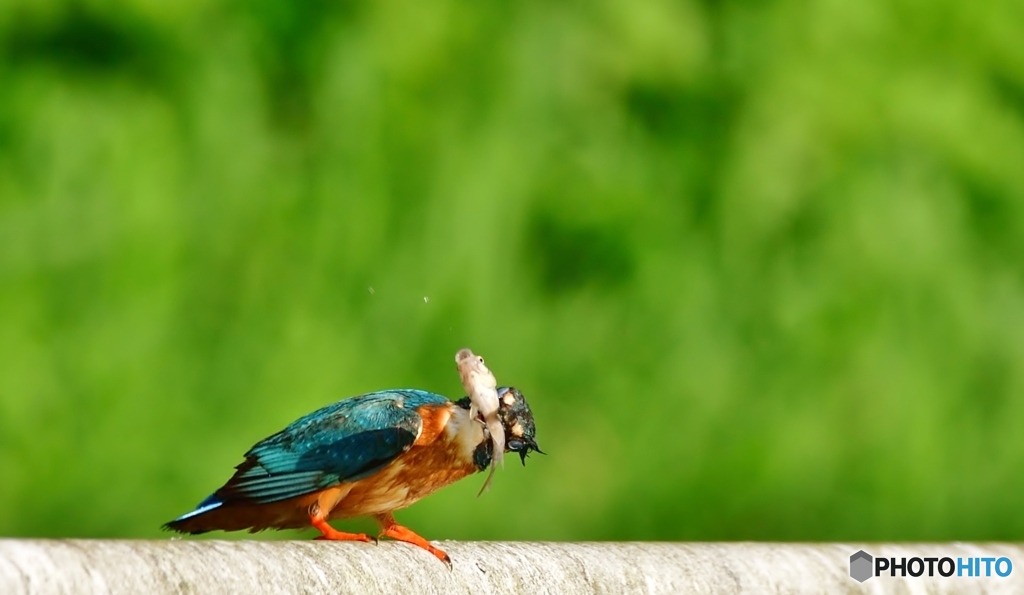 カワセミ急便①