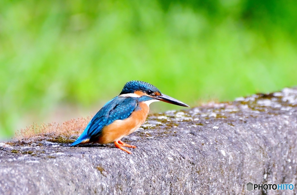 沼は一面、菱の葉に覆われている～②
