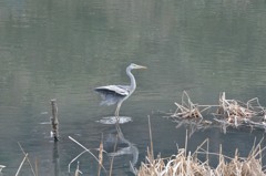 アオサギの着水　4